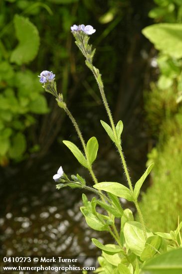 Veronica wormskjoldii