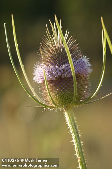 Dipsacus fullonum