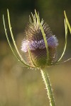 Fuller's Teasel blossoms