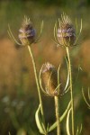 Fuller's Teasel blossoms