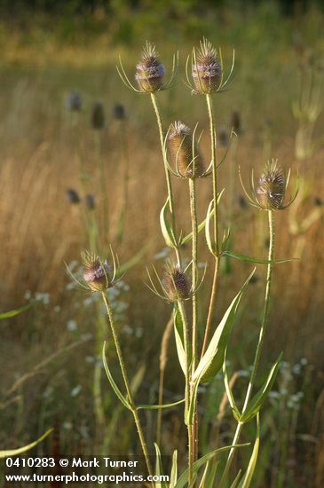 Dipsacus fullonum