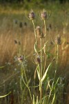 Fuller's Teasel