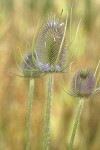 Fuller's Teasel blossoms