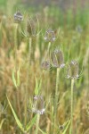 Fuller's Teasel