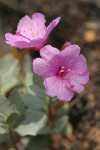 Siskiyou Mountains Willowherb blossoms & foliage detail