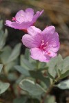 Siskiyou Mountains Willowherb blossoms & foliage detail