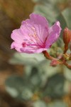 Siskiyou Mountains Willowherb blossom detail