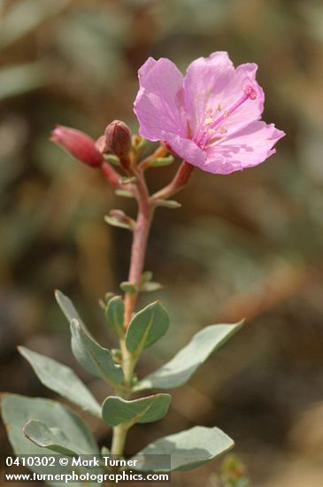 Epilobium rigidum