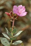 Siskiyou Mountains Willowherb blossom & foliage detail