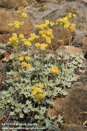 Eriogonum ternatum