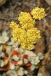 Ternate Buckwheat blossoms