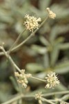 Waldo Buckwheat blossoms