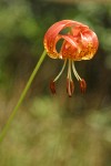 Leopard Lily blossom