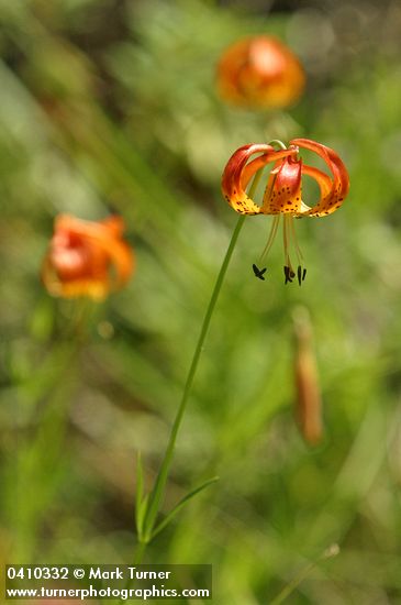 Lilium pardalinum ssp. vollmeri