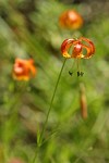 Leopard Lilies