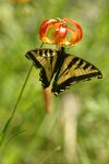 Leopard Lily blossom w/ Western Tiger Swallowtail butterfly