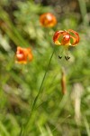 Leopard Lilies