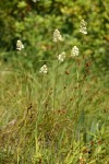 Western False Asphodel