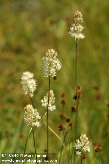 Tofieldia glutinosa