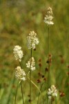 Western False Asphodel blossoms