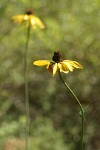 California Coneflowers