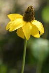 California Coneflower blossom detail