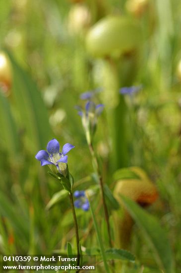 Gentiana setigera