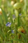 Mendocino Gentian in Darlingtonia fen