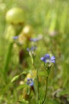 Mendocino Gentian in Darlingtonia fen