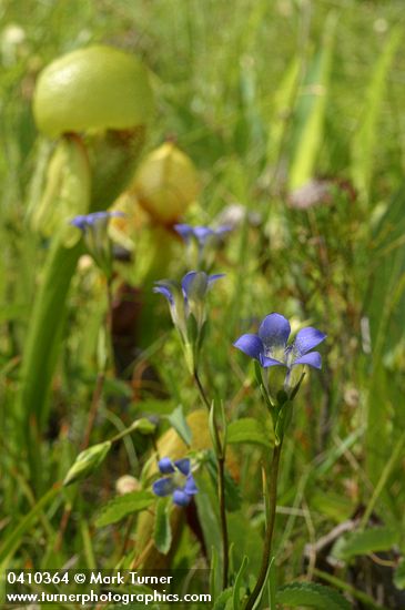 Gentiana setigera