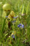 Mendocino Gentian in Darlingtonia fen