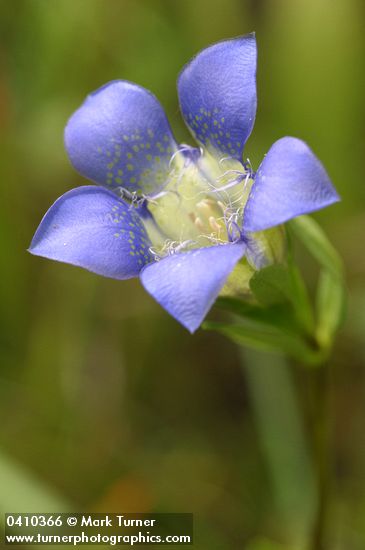 Gentiana setigera