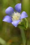 Mendocino Gentian blossom detail