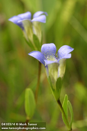 Gentiana setigera