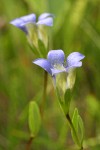 Mendocino Gentian blossoms