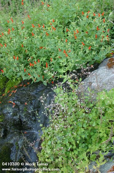 Mimulus cardinalis; Boykinia occidentalis