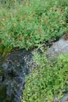 Scarlet Monkeyflower & Western Boykinia along small stream