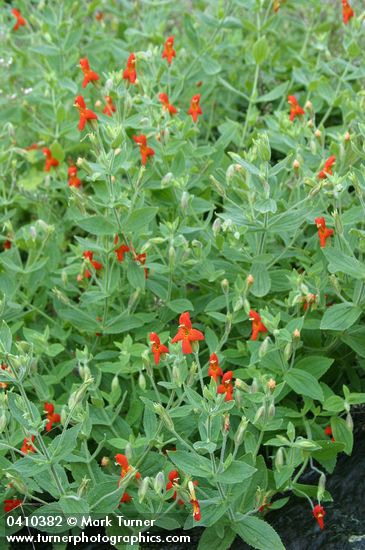 Mimulus cardinalis