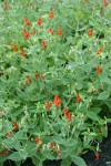 Scarlet Monkeyflower