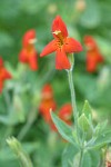 Scarlet Monkeyflower blossoms & foliage detail