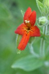 Scarlet Monkeyflower blossom detail