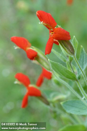 Mimulus cardinalis