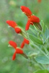 Scarlet Monkeyflower blossoms & foliage detail