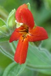 Scarlet Monkeyflower blossom extreme detail