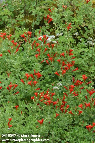 Epilobium canum ssp. latifolium (Zauschneria latifolia)