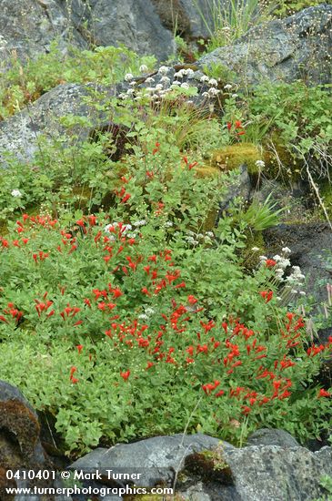 Epilobium canum ssp. latifolium (Zauschneria latifolia)