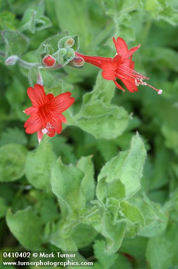 Epilobium canum ssp. latifolium (Zauschneria latifolia)