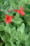 Hummingbird Trumpet blossoms & foliage detail