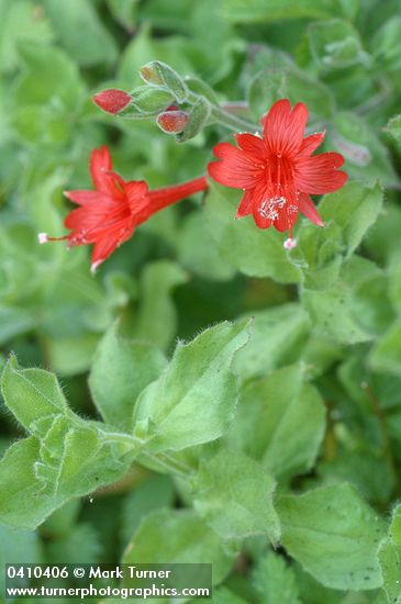 Epilobium canum ssp. latifolium (Zauschneria latifolia)