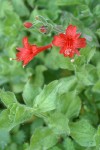 Hummingbird Trumpet blossoms & foliage detail